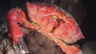 Crabs amp Shrimps at Night  Reef Life of the Andaman  Part 27 [upl. by Ainahtan]