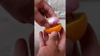 Simple Method Propagation Of Apple Tree From A Apple With Onions Gast Rooting In Water And Soil 100 [upl. by Muhammad]