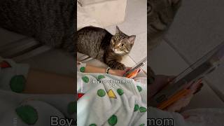 With mom vs With spare human shorts cat funny [upl. by Berga]