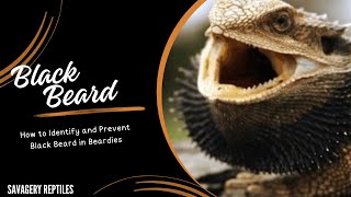 Bearded Dragon Black Beard [upl. by Nahtanoj]