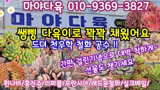 마야다육 새롭게 단장하고 신상 다육이로 꽉꽉 채웠어요👍선물도 드리고 더 착하게 드려요 🌸마야다육 01093693827 24430 [upl. by Windsor]