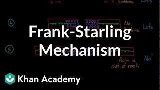 FrankStarling mechanism  Circulatory system physiology  NCLEXRN  Khan Academy [upl. by Islehc]