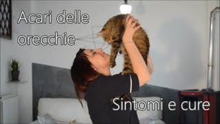 Acari nelle orecchie di un gatto sintomi e rimedi casalinghi [upl. by Spielman]