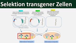 Selektion transgener Zellen  Ampicillin Tetracyclin Gentechnik 57 [upl. by Lanaj]