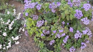 Heliotropium arborescens White amp Purple Helitrope [upl. by Bennie380]