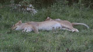 Baby Lion Cubs [upl. by Daryl]