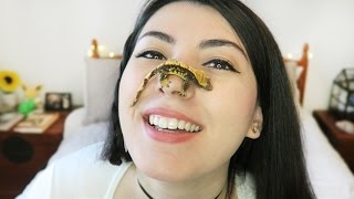 ITS ON MY FACE  NEW PET  I ADOPTED A GECKO  EXCITING CHANNEL NEWS [upl. by Dorie615]