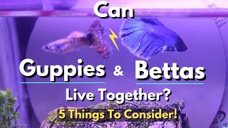 Can Guppies And Bettas Live Together 5 Things To Consider [upl. by Ainollopa]