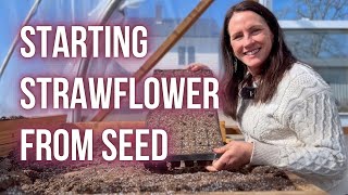 How to Start STRAWFLOWER From SEED  PepperHarrow [upl. by Niffirg]