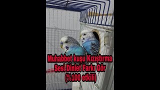 Muhabbet Kuşu Kızıştırıcı ses quotÇILDIRACAKquot100 etkili dinlet farkı gör 1 SAAT [upl. by Steffie]