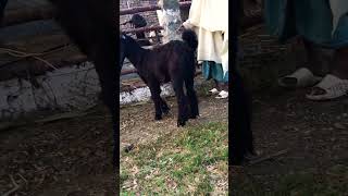 Top Quality DDP Breeder Goat bloodline goat availableforsale arabic [upl. by Einnaoj981]