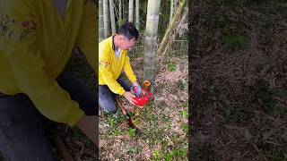 Quenched thirst by drinking bamboo water in the forest🥵shorts viralvideo video [upl. by Yelsel605]