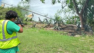 Out of control iguanas infesting South Florida  iguana invasion is getting worse [upl. by Ax]