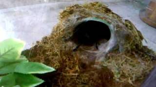 Haplopelma Lividum Cobalt Blue Feeding Video [upl. by Ahola]