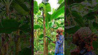 Banana cutting scene Ep 1173 shorts viral trending [upl. by Llemart]