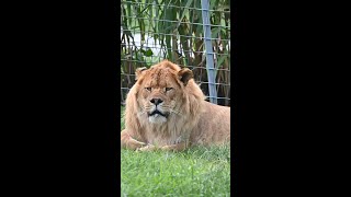 Ligers A Cruelty Unveiled [upl. by Manoff]