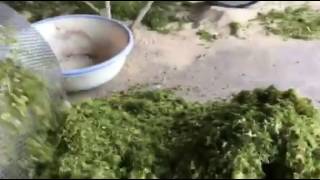 GREEN SEAWEED KELP algae SELLER EXPORTER FACTORY MACHINE Vietnam [upl. by Tomkins]