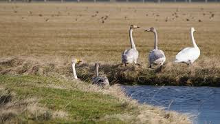 whooper swan family [upl. by Charmine]