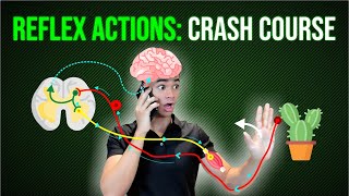 Nervous System Crash Course Reflex Actions [upl. by Ikiv]