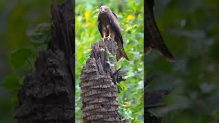 quotBlack Bird Falcon The Stealthy Predator of the Skiesquot falcon animal nature shorts [upl. by Yarazed]