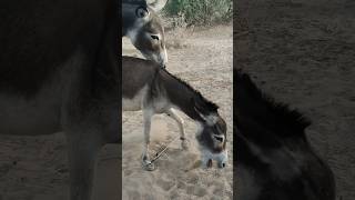 DonkeyspetsAnimalsyoutube gadha plz subscribe [upl. by Ennayd603]