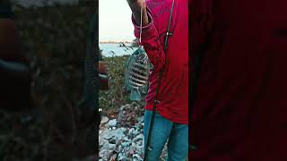 Unexpectedly i got flower horn fish  Fishing  Tamil [upl. by Pasahow]