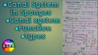 Canal system in Sponges Function  Types of Canal System  YashPartner [upl. by Greeley]