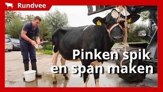 Pinken scheren en wassen voor de Jongveedagkeuring [upl. by Ezarras704]