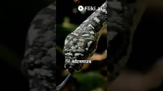 All facts about Cotton mouth snake 🐍🐍🐍🐍🐍trending viralvideo Aquauniverse332 [upl. by Cormac586]