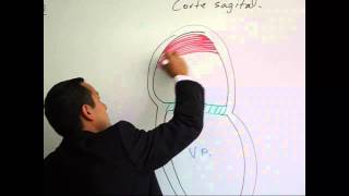 Tabicación Interatrial e Interventricular [upl. by Marchal]