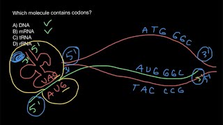 Codons and anticodons explained [upl. by Darmit]