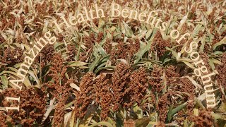 11 Amazing Health Benefits of Sorghum [upl. by Kamin]