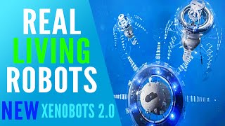 A Real Living BIOLOGICAL ROBOT  The New Xenobots 20 [upl. by Ocirrej]