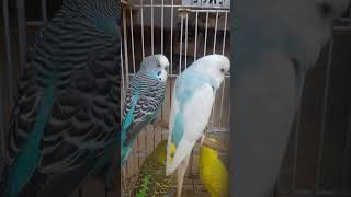 wow amazing video beautiful parrots and best sound best colour of beautiful parrots [upl. by Hanala]