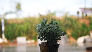 ASMRHealing white noise with the sound of rain falling around a small flower pot [upl. by Esiled]