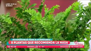 8 plantas que son indispensables para el dormitorio  La Mañana 22 [upl. by Netsyrc]