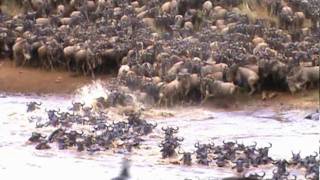 AMAZING FOOTAGE OF WILDEBEEST CROSSING THE MARA RIVER [upl. by Anglo]