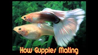 How Guppies Mating for educational purposes only [upl. by Clardy]