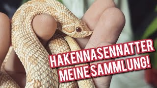 Hakennasennatter  Meine Sammlung [upl. by Notnelc]