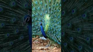 Peacock dance at Tiruchendur murugan temple tiruchendur peacock peacockdance tiruchendurtemple [upl. by Granlund57]