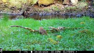 Cute Pine Marten looks like it had a Bandit Mask on Isle of Skye [upl. by Asilrahc]