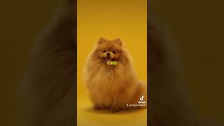 🐾Tiny Dog Big History 3 Fun Pomeranian Facts 🐶 pomeranian cutedog doglover puppy dogs [upl. by Sleinad]