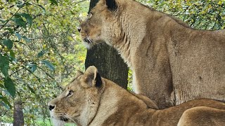 Wildlife at Knowsley Safari Park [upl. by Noneek608]