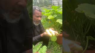 How to grow a continual supply of squash torpedopot garden squash [upl. by Wise330]