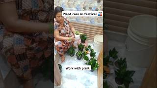 Plant care in festival indoorplants home gardenplants youtubeshorts balconygarden [upl. by Ahset481]