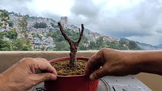 Tiger Bark Ficus  Tree No 2  Root Pruning  Potting [upl. by Eppillihp]