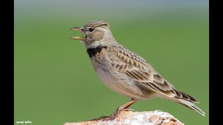 Calandra Lark  Melanocorypha calandra  Boğmaklı toygar [upl. by Davidoff]