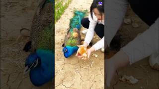 Amazing peacock nest peacock shorts love song bollywood hindisong [upl. by Ledarf]