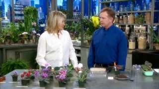 Martha Stewart Show  Paul Sorano [upl. by Houser247]