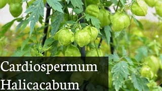 Cardiospermum halicacabum [upl. by Ellehcen]